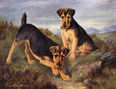 Terriers gallois Glansevin Coquette et Champion Glansevin Coda - Lilian Cheviot